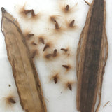 Seeds and Pod, Lovely Old Handmade Glass Slide