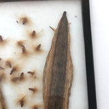 Seeds and Pod, Lovely Old Handmade Glass Slide
