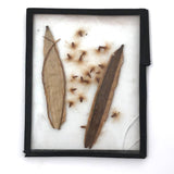 Seeds and Pod, Lovely Old Handmade Glass Slide