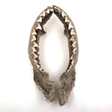Old, Real Shark Jaw, Deaccessioned from Prep School Science Department