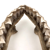 Old, Real Shark Jaw, Deaccessioned from Prep School Science Department