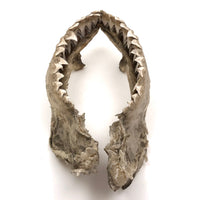 Old, Real Shark Jaw, Deaccessioned from Prep School Science Department