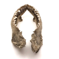 Old, Real Shark Jaw, Deaccessioned from Prep School Science Department