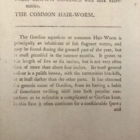 1790 Common Gordius (Hair Worm) F. P Nodder Book Plate Engraving