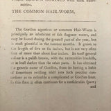 1790 Common Gordius (Hair Worm) F. P Nodder Book Plate Engraving