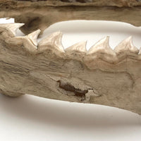Old, Real Shark Jaw, Deaccessioned from Prep School Science Department