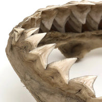 Old, Real Shark Jaw, Deaccessioned from Prep School Science Department
