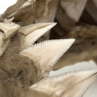 Old, Real Shark Jaw, Deaccessioned from Prep School Science Department