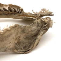 Old, Real Shark Jaw, Deaccessioned from Prep School Science Department