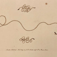 1790 Common Gordius (Hair Worm) F. P Nodder Book Plate Engraving
