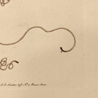 1790 Common Gordius (Hair Worm) F. P Nodder Book Plate Engraving