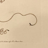 1790 Common Gordius (Hair Worm) F. P Nodder Book Plate Engraving