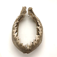Old, Real Shark Jaw, Deaccessioned from Prep School Science Department