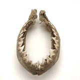 Old, Real Shark Jaw, Deaccessioned from Prep School Science Department