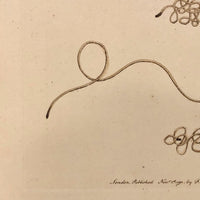 1790 Common Gordius (Hair Worm) F. P Nodder Book Plate Engraving
