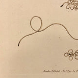 1790 Common Gordius (Hair Worm) F. P Nodder Book Plate Engraving