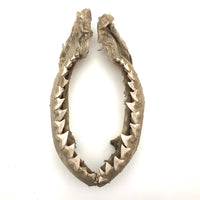Old, Real Shark Jaw, Deaccessioned from Prep School Science Department