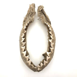Old, Real Shark Jaw, Deaccessioned from Prep School Science Department