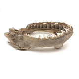 Old, Real Shark Jaw, Deaccessioned from Prep School Science Department