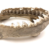 Old, Real Shark Jaw, Deaccessioned from Prep School Science Department