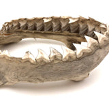 Old, Real Shark Jaw, Deaccessioned from Prep School Science Department