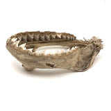 Old, Real Shark Jaw, Deaccessioned from Prep School Science Department