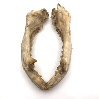 Old, Real Shark Jaw, Deaccessioned from Prep School Science Department