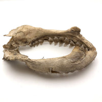Old, Real Shark Jaw, Deaccessioned from Prep School Science Department