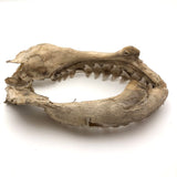 Old, Real Shark Jaw, Deaccessioned from Prep School Science Department