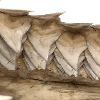 Old, Real Shark Jaw, Deaccessioned from Prep School Science Department