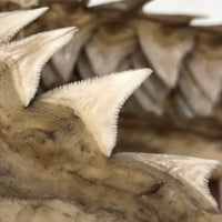 Old, Real Shark Jaw, Deaccessioned from Prep School Science Department