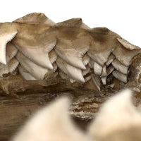 Old, Real Shark Jaw, Deaccessioned from Prep School Science Department