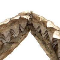 Old, Real Shark Jaw, Deaccessioned from Prep School Science Department