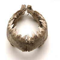 Old, Real Shark Jaw, Deaccessioned from Prep School Science Department