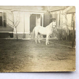 Man with Cigar and White Horse in Backyard Standoff, Old Real Photo Postcard