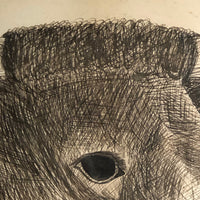 Very Large Antique Pen and Ink Bull Portrait in Period Frame