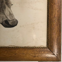 Very Large Antique Pen and Ink Bull Portrait in Period Frame