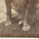 Portrait of Bulldog in Studded Collar, Antique Photograph