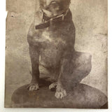 Portrait of Bulldog in Studded Collar, Antique Photograph