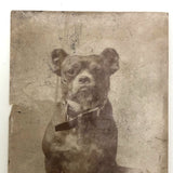 Portrait of Bulldog in Studded Collar, Antique Photograph