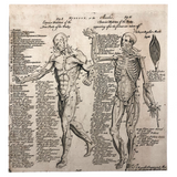 Early Myology or The Muscles Human Anatomy Bookplate Engraving on Laid