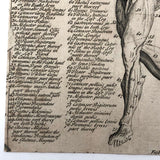 Early Myology or The Muscles Human Anatomy Bookplate Engraving on Laid