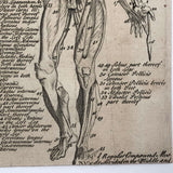 Early Myology or The Muscles Human Anatomy Bookplate Engraving on Laid