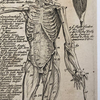 Early Myology or The Muscles Human Anatomy Bookplate Engraving on Laid