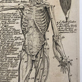 Early Myology or The Muscles Human Anatomy Bookplate Engraving on Laid