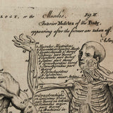 Early Myology or The Muscles Human Anatomy Bookplate Engraving on Laid