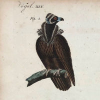 Birds of Prey, Hand-colored Engraving from Bertuch,  1790-1810