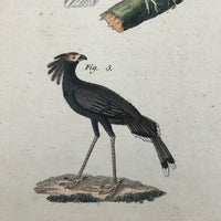 Birds of Prey, Hand-colored Engraving from Bertuch,  1790-1810