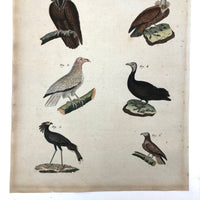 Birds of Prey, Hand-colored Engraving from Bertuch,  1790-1810