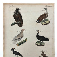 Birds of Prey, Hand-colored Engraving from Bertuch,  1790-1810